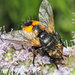 Tachinidae - Photo (c) faluke, μερικά δικαιώματα διατηρούνται (CC BY-NC), uploaded by faluke