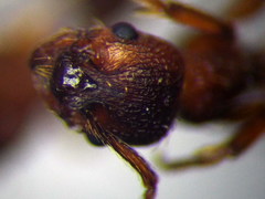 Myrmica curvithorax
