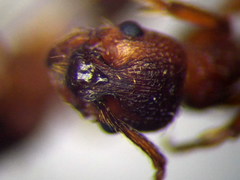 Myrmica curvithorax