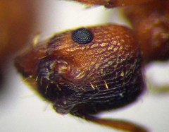 Myrmica curvithorax