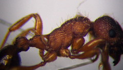 Myrmica curvithorax