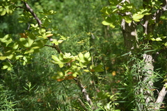 Aesculus glabra glabra