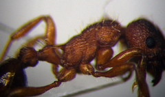 Myrmica curvithorax