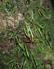 Notogrammitis angustifolia