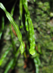 Notogrammitis angustifolia