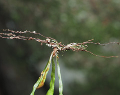 Notogrammitis angustifolia