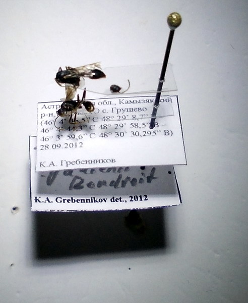 Myrmica gallienii