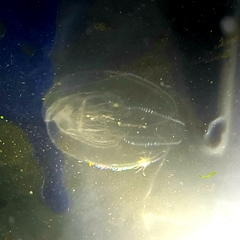 Bolinopsis microptera