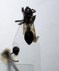 Myrmica gallienii