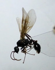 Myrmica gallienii