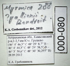 Myrmica gallienii