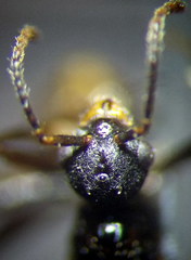 Myrmica gallienii