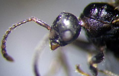 Myrmica gallienii