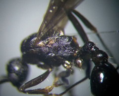 Myrmica gallienii