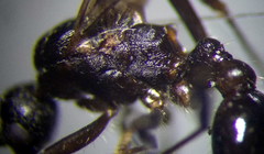 Myrmica gallienii