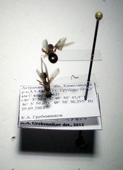 Myrmica gallienii