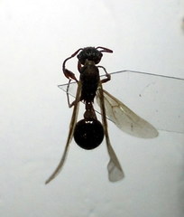 Myrmica gallienii