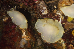 Cadlina laevis