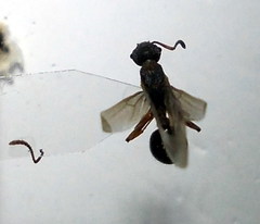 Myrmica gallienii