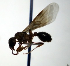 Myrmica gallienii