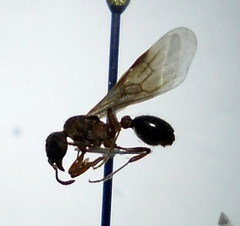 Myrmica gallienii