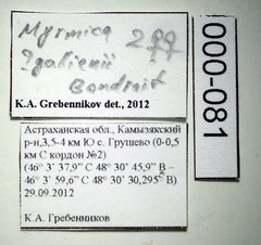 Myrmica gallienii