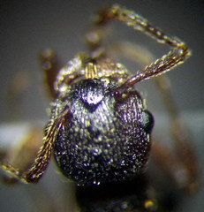 Myrmica gallienii