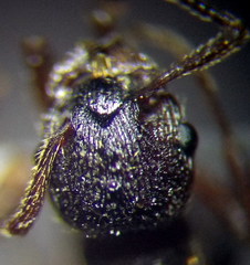 Myrmica gallienii