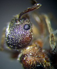 Myrmica gallienii