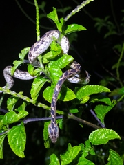 Boiga multomaculata