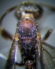Myrmica gallienii
