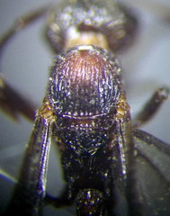 Myrmica gallienii