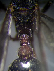 Myrmica gallienii