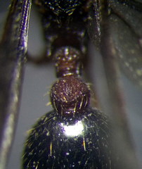 Myrmica gallienii