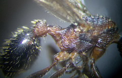 Myrmica gallienii