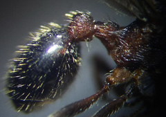 Myrmica gallienii