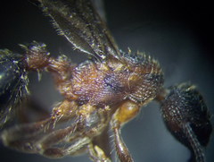 Myrmica gallienii