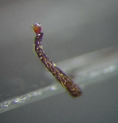 Myrmica gallienii