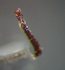 Myrmica gallienii
