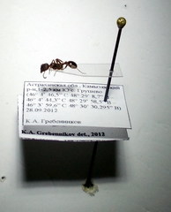 Myrmica gallienii