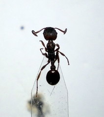 Myrmica gallienii