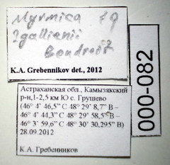 Myrmica gallienii