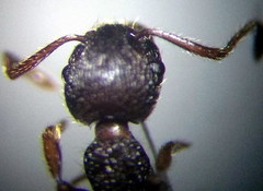 Myrmica gallienii