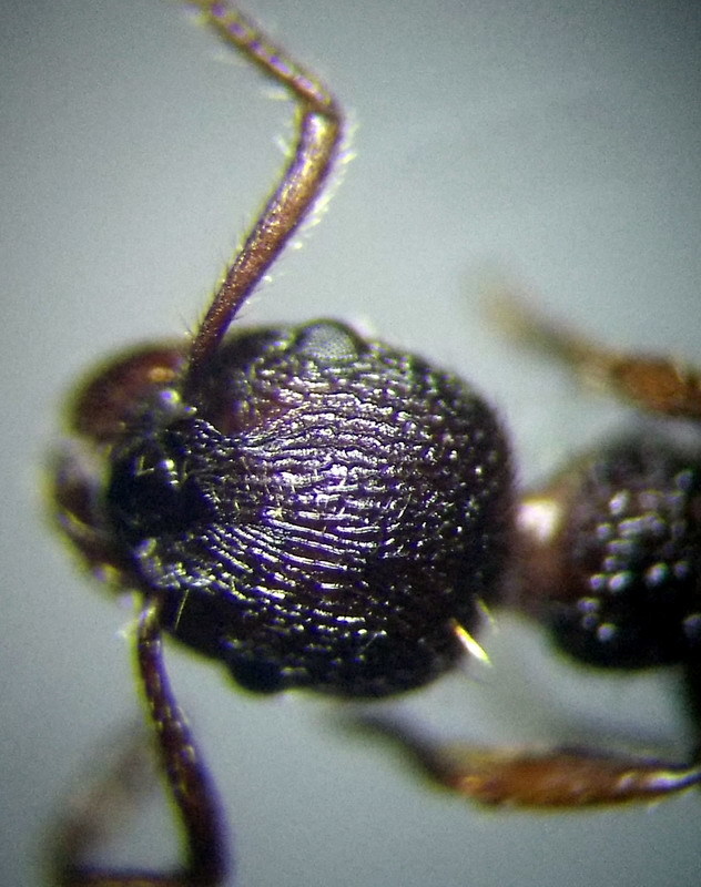 Myrmica gallienii