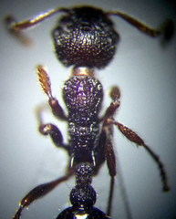 Myrmica gallienii