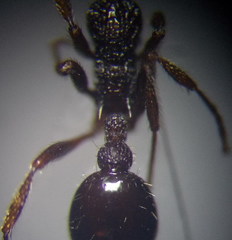 Myrmica gallienii