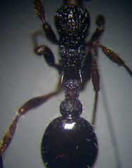 Myrmica gallienii