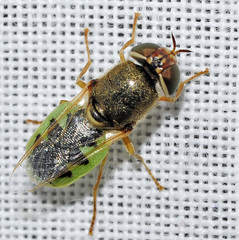 Odontomyia angulata