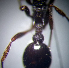 Myrmica gallienii