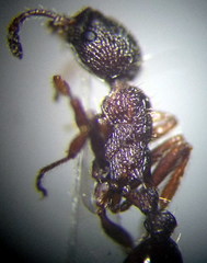 Myrmica gallienii
